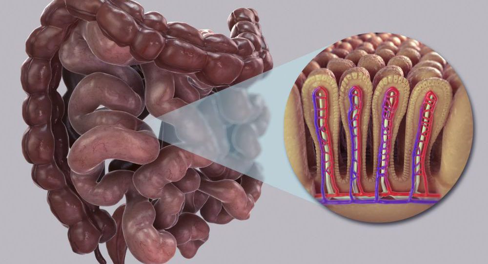 Small intestine HEAD 4