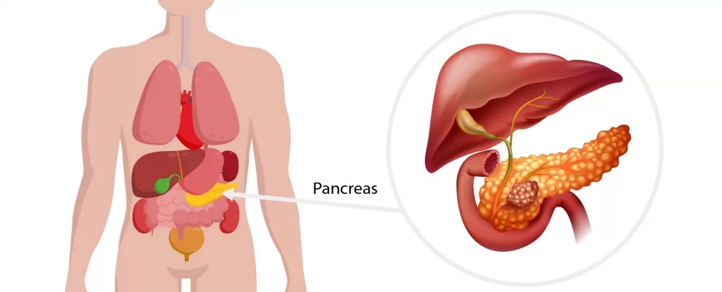  reas De Tratamiento Cirujano Oncol gico Experto
