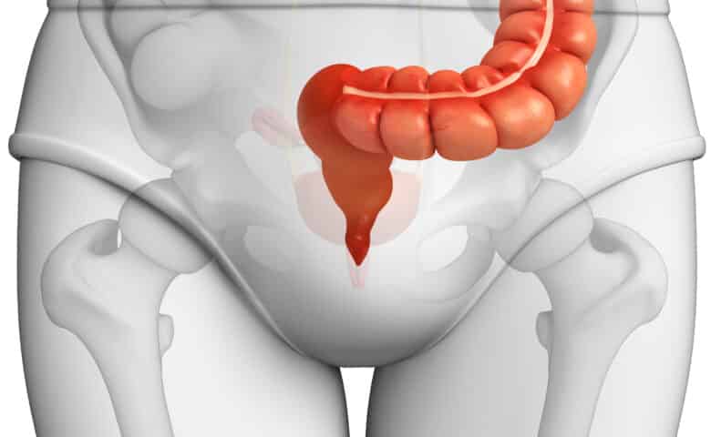 Male large intestine anatomy