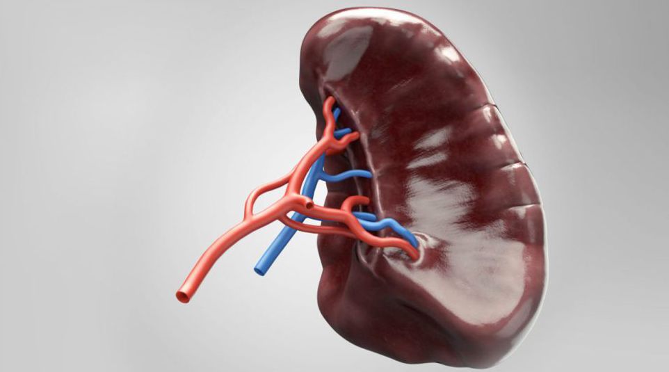 SPLEEN SURGERY H5