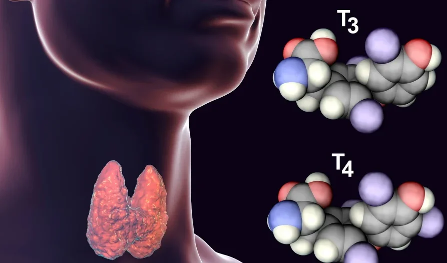 Thyroid Hormones head1